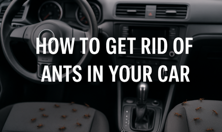 How To Get Rid of Ants In Your Car