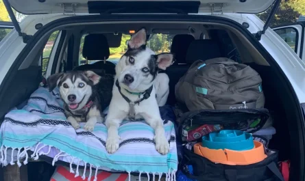 How to Travel Comfortably with Your Dog