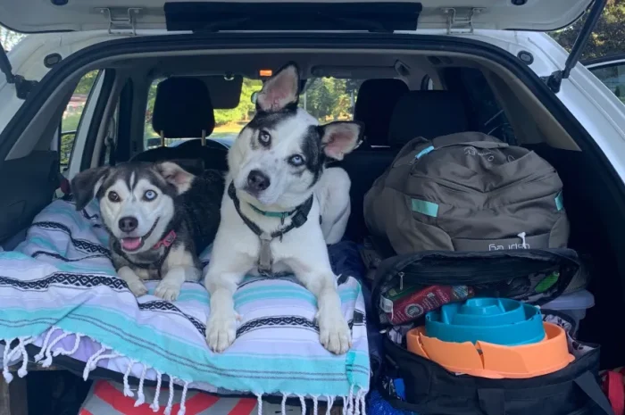 Road-Trip Ready: How to Travel Comfortably with Your Dog